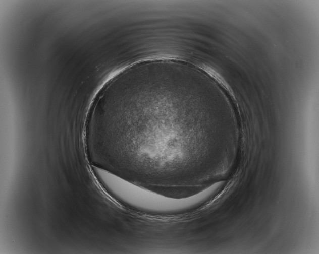 X0000086320797200704202021