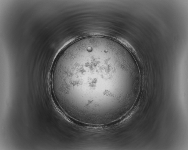 X0000086320798200704202021