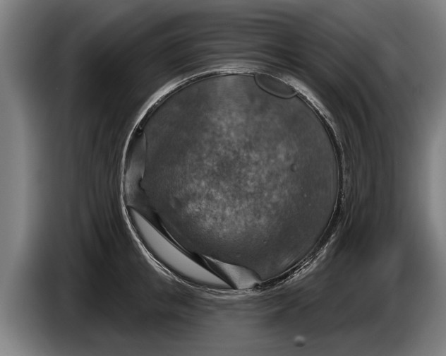 X0000086320853200704202020