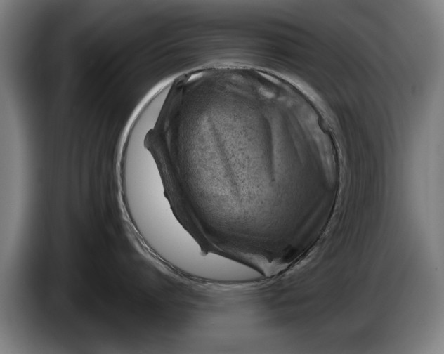 X0000086320864200704202020