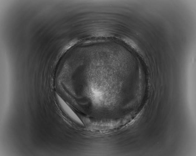 X0000086320881200704202020