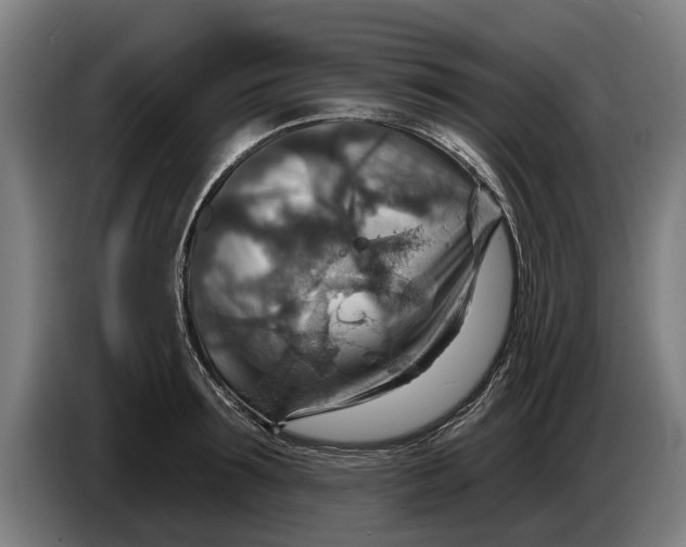 X0000086320899200704202019