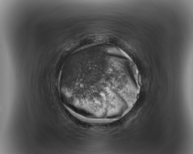 X0000086320913200704202019