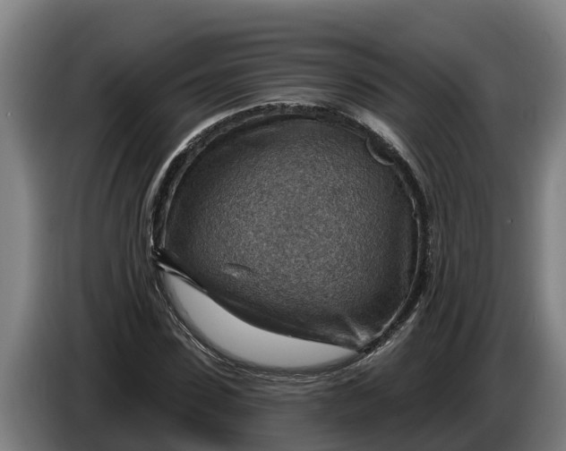 X0000086320923200704202019