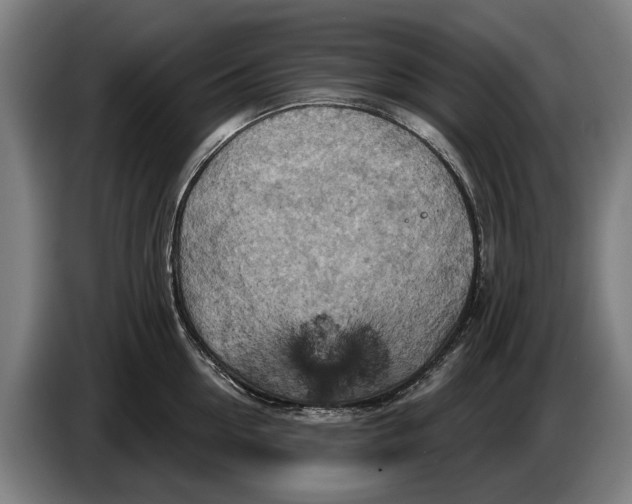 X0000086320954200704202019