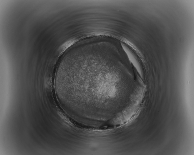 X0000086320977200704202018