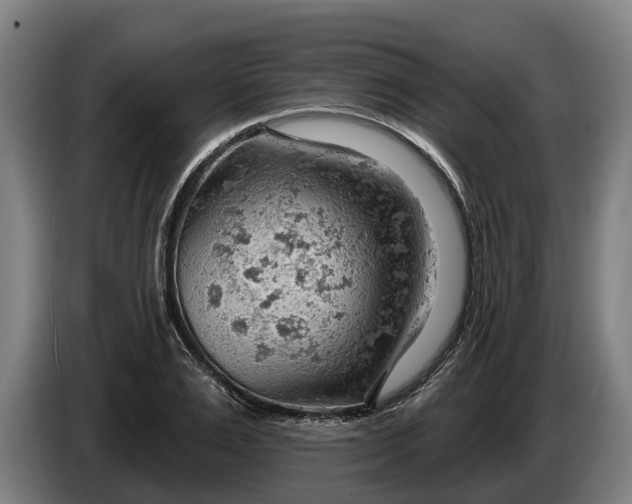 X0000086320983200704202018