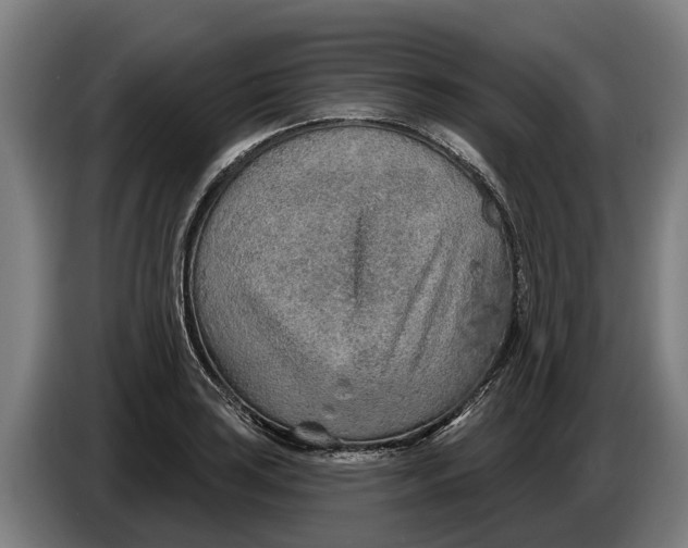 X0000086321035200704202018