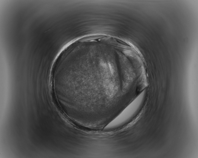 X0000086321077200704202017