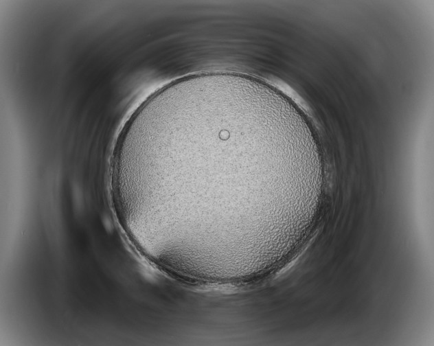 X0000086321094200704202017