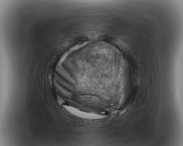 X0000086321106200704202016