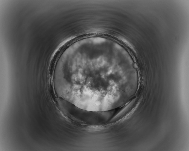 X0000086321117200704202016