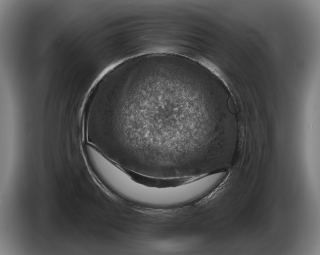 X0000086321127200704202016