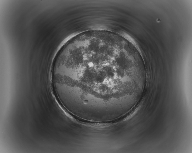 X0000086321141200704202017