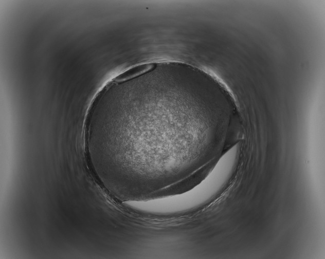 X0000086321173200704202016