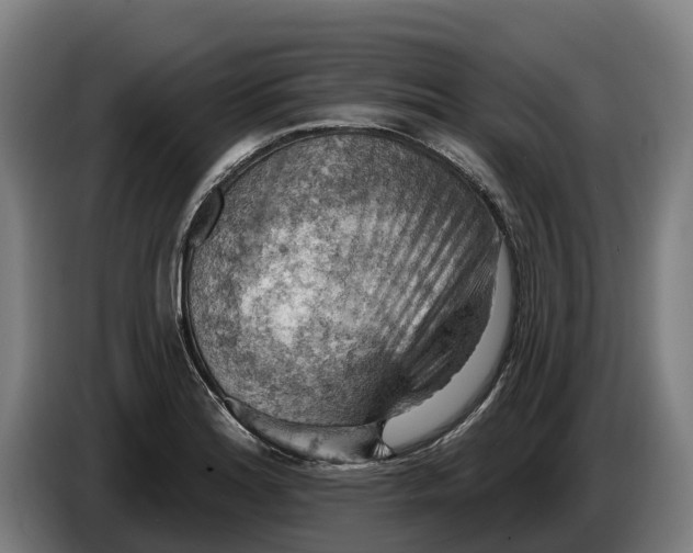 X0000086321180200704202016