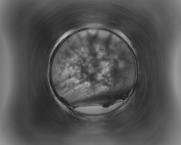 X0000086321245200704202016