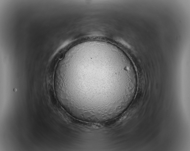 X0000086321255200704202015