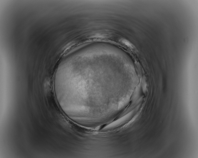 X0000086321353200704202014