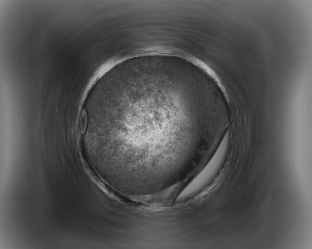 X0000086321373200704202013