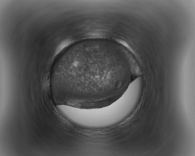 X0000086321450200704202012