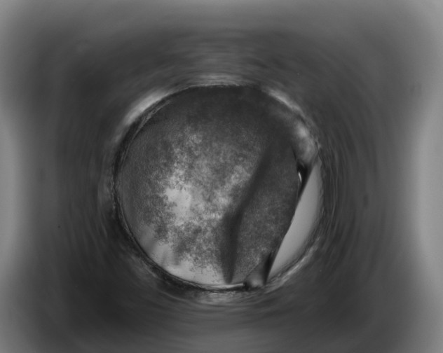 X0000086321453200704202012