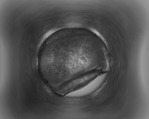 X0000086321461200704202012