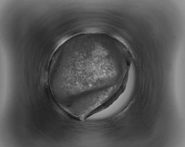 X0000086321465200704202012