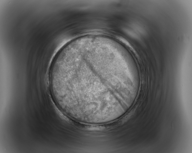 X0000086321466200704202012