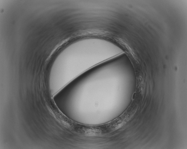 X0000086330400200703300936