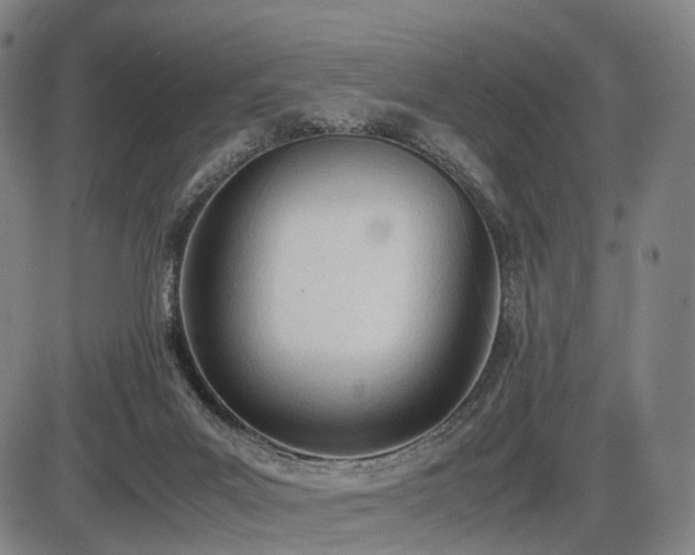 X0000086330023200703301241