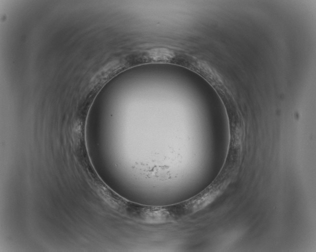 X0000086330321200703301236