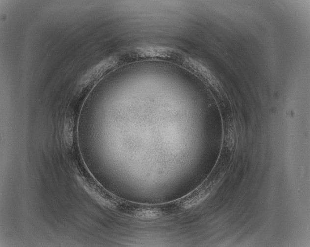 X0000086330402200703301235