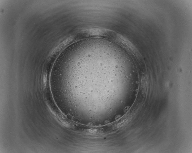 X0000086330406200703301235