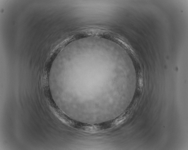 X0000086330411200703301235