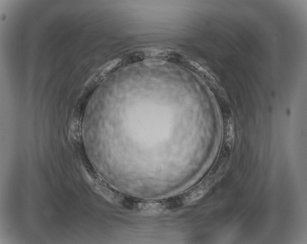 X0000086330419200703301235