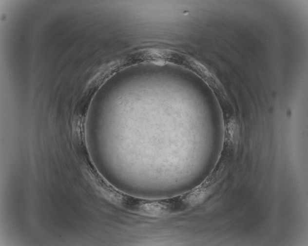X0000086330423200703301235