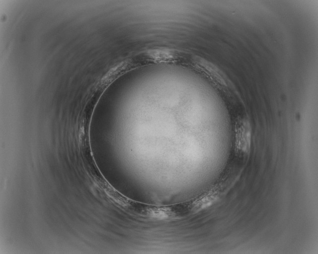 X0000086330618200703301231