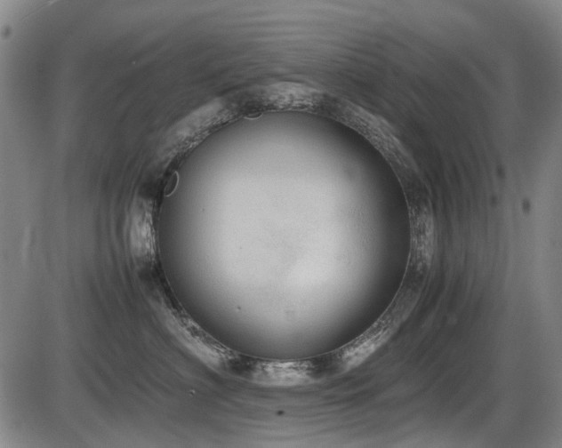 X0000086330622200703301231