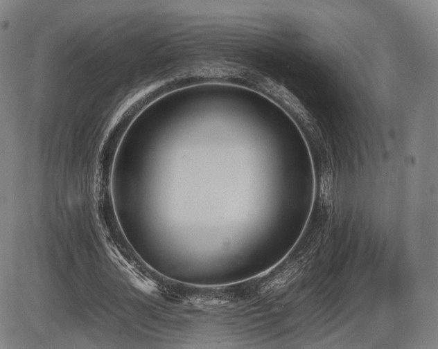 X0000086330724200703301229