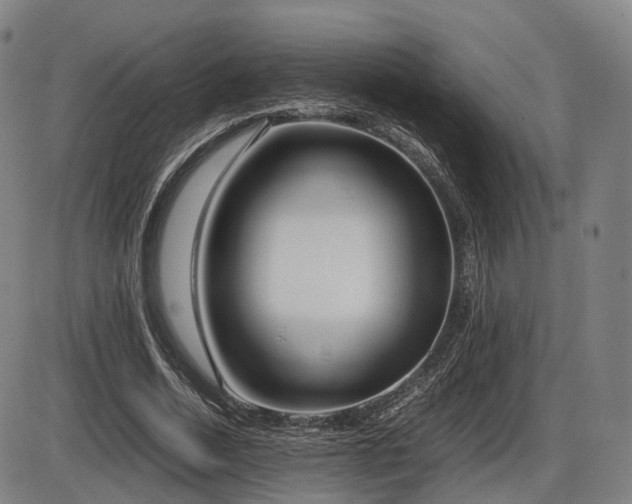 X0000086330730200703301229