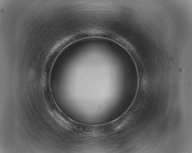 X0000086330732200703301229