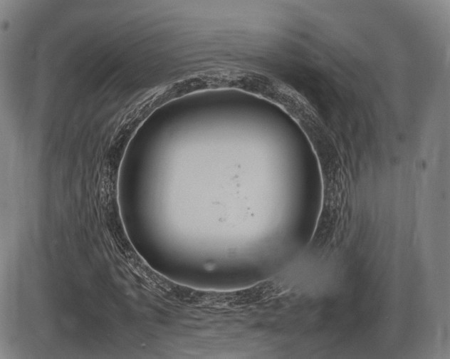 X0000086330773200703301229