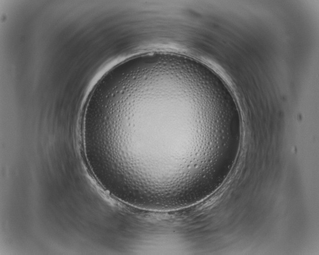X0000086331056200703301225