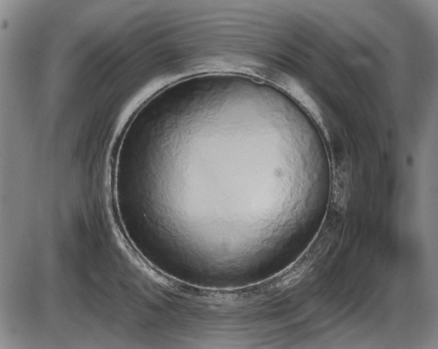 X0000086331096200703301223