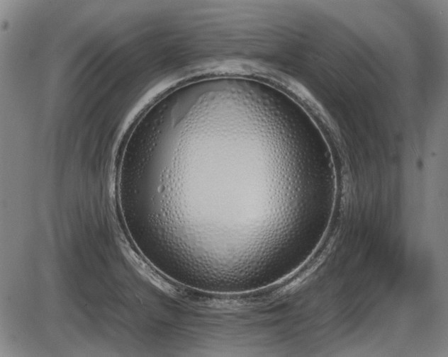 X0000086331232200703301221