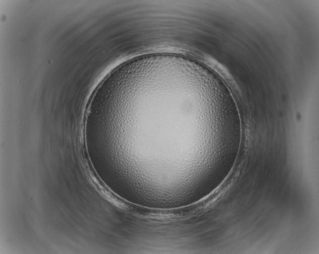 X0000086331236200703301221