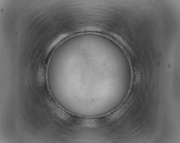 X0000086331266200703301221