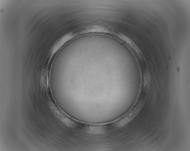 X0000086331274200703301220