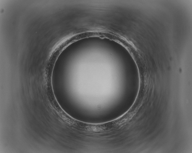 X0000086331311200703301219